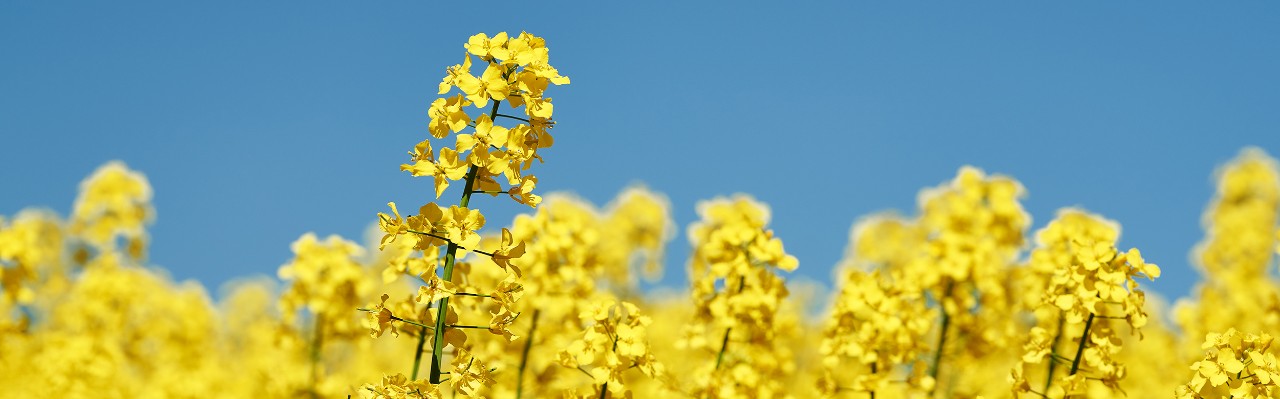 Rapsfält