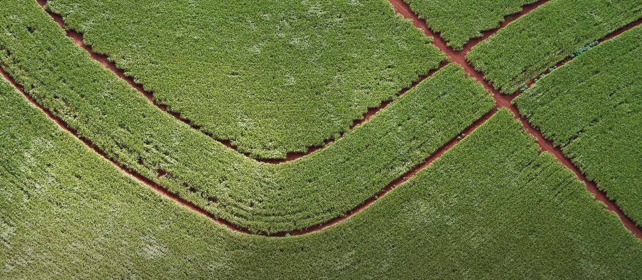 Aerial view, sugar cane field.